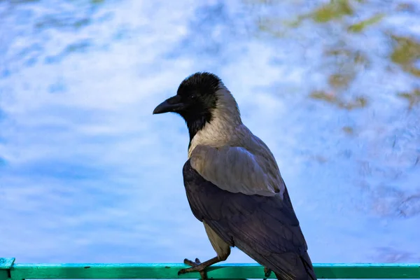 周囲の池の手すりには灰色の若いカラスが座っている — ストック写真