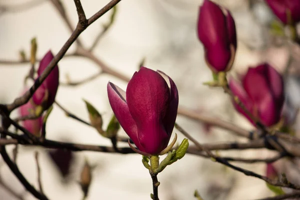 Różowa Magnolia Zbliżenie Gałęzi Pąki Kwiatów — Zdjęcie stockowe