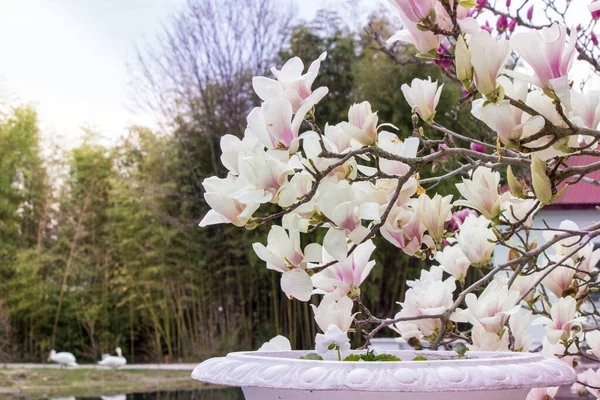 Witte Magnolia Bloem Bloemen Een Boom Close — Stockfoto