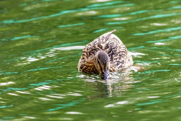 Pato Reais Selvagem Fêmea Está Nadando Lago Ambiente Selvagem Das — Fotografia de Stock