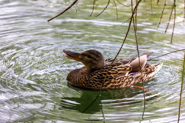 Female wild mallard duck is swimming in the lake. Wild environment of migratory birds.