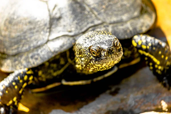 Europeisk Kärrsköldpadda Ett Träsk Nära Håll Reptiler — Stockfoto