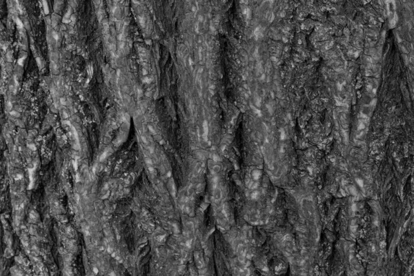 Кора Древесного Макроса Фон Крупного Плана Ствола Дерева — стоковое фото