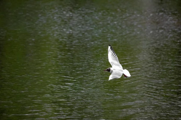 Die Weiße Möwe Fliegt Über Den See Flug Des Seevogels — Stockfoto