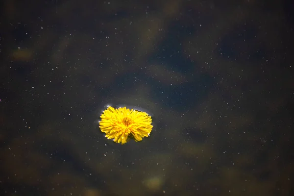 Sárga Pitypang Vízben Virág Lebeg Víz Hátterében — Stock Fotó