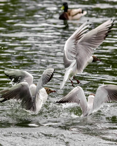 River White Seagull Flies Lake Flight Lake Bird Hunting — Stock Photo, Image