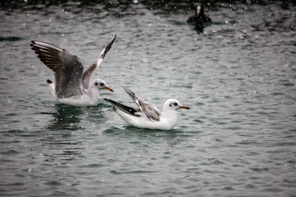 Möwen Winter Auf Dem Wasser — Stockfoto