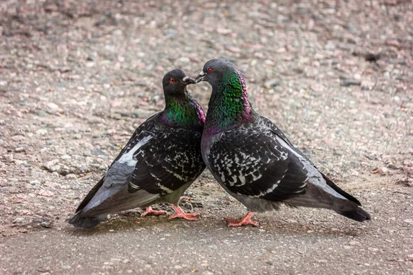 Cooing Pigeons Street Love Street Pigeons Kissing — Stock Photo, Image