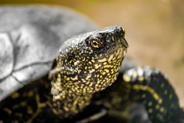 Europese Moerasschildpad Een Close Van Het Moeras Reptielen — Stockfoto