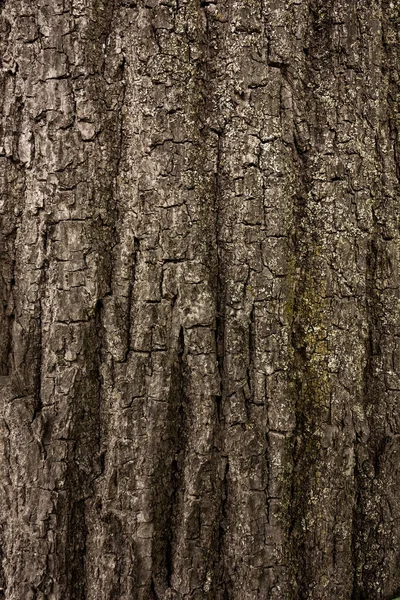 Corteza Macro Árbol Fondo Primer Plano Tronco Árbol — Foto de Stock