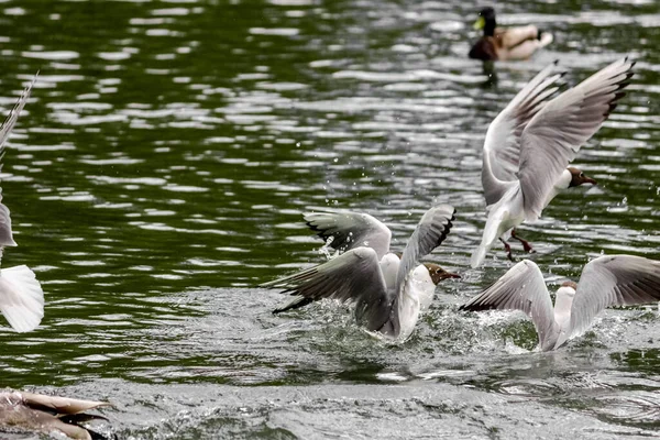Rivier Witte Meeuw Vliegt Het Meer Vlucht Van Meervogel Jagen — Stockfoto