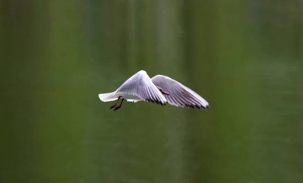 川の白いカモメは湖の上を飛ぶ 湖の鳥の飛行 — ストック写真