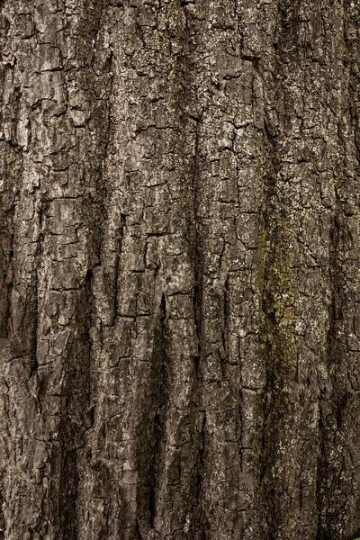 Kora Makra Drzewnego Tło Zbliżenie Pnia Drzewa — Zdjęcie stockowe