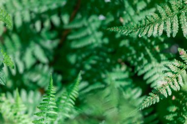 Ormandaki eğreltiotu. Yakın plan. Yaprakların arkaplanı.