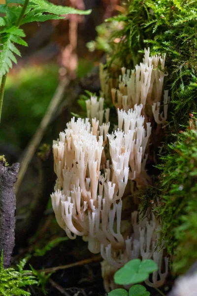 Ramaria Champignon Cornu Forme Coraux Sur Arbre Tombé Gros Plan — Photo