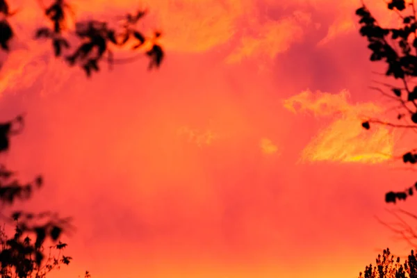 Kontur Blätter Auf Einem Rosa Sonnenuntergang Hintergrund — Stockfoto