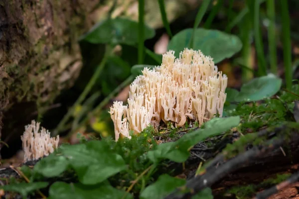 Ramaria Champignon Cornu Forme Coraux Sur Arbre Tombé Gros Plan — Photo