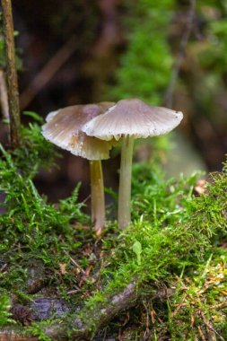 Devrilmiş bir ağacın yosununda mantar mantarı. Mantarlar yakın plan. Doğa geçmişi. orman.