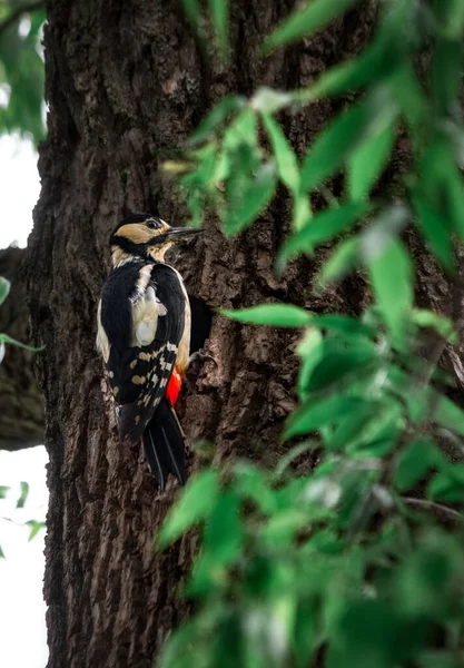 Pájaro Carpintero Hueco Alimenta Los Polluelos Limpia Después Ellos Árbol —  Fotos de Stock