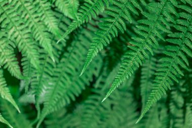 Ormandaki eğreltiotu. Yakın plan. Yaprakların arkaplanı.