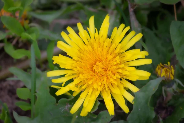 Denti Leone Primo Piano Semi Fiori Autunno — Foto Stock