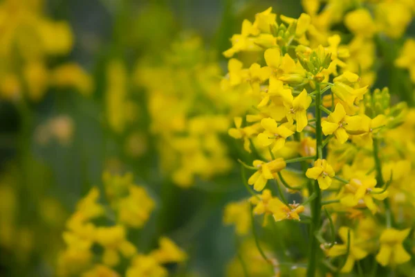 Campo Colza Close Flores Amarelas Para Fundo Macro — Fotografia de Stock