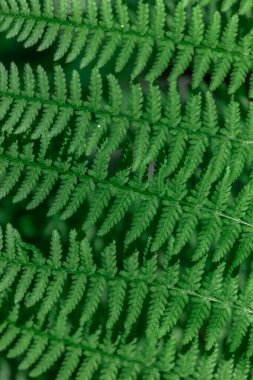 Ormandaki eğreltiotu. Yakın plan. Yaprakların arkaplanı.