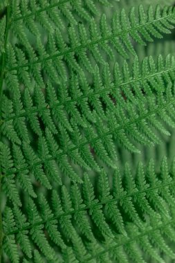 Ormandaki eğreltiotu. Yakın plan. Yaprakların arkaplanı.