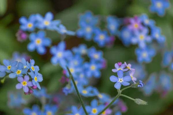 Nie Zapominaj Kwiatach Niebieskim Bliska Niebieskie Kwiaty Zielonym Tle — Zdjęcie stockowe