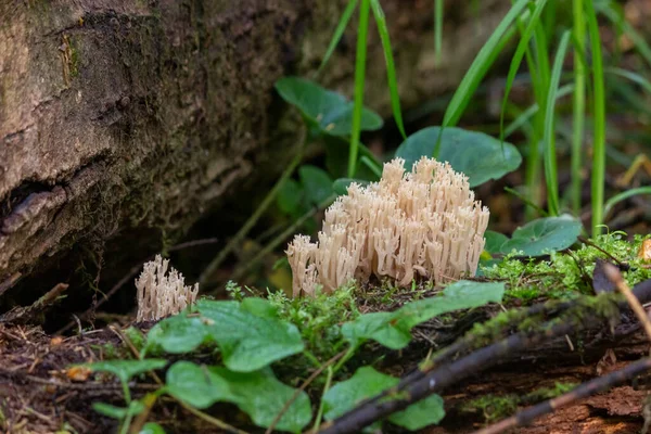 在倒下的树上 以珊瑚的形式出现的蘑菇拉面 蘑菇特写镜头 自然背景 — 图库照片