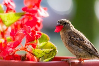 Erkek serçe. Bu kuş Avrupa ve Asya 'da bulunur. Kuş güneşin tadını çıkartıyor. Begonya çiçeklerinde.