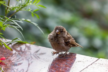 Erkek serçe. Bu kuş Avrupa ve Asya 'da bulunur. Kuş güneşte güneşleniyor..