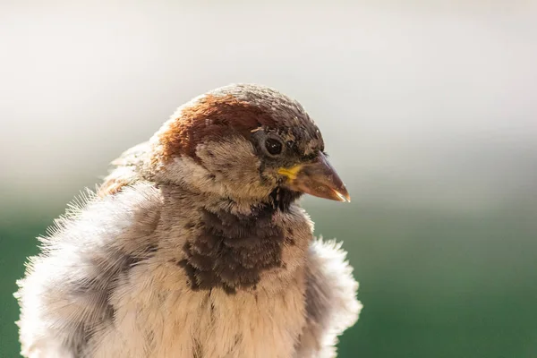 Erkek Serçe Kuş Avrupa Asya Bulunur Kuş Güneşte Güneşleniyor — Stok fotoğraf