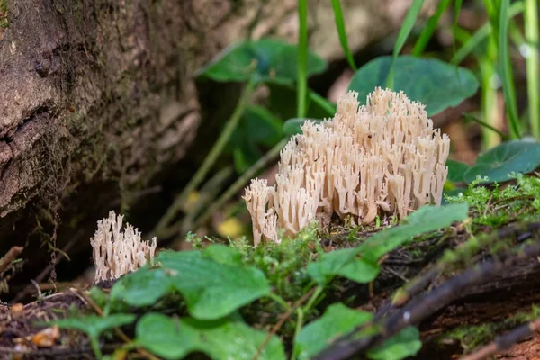 Ramaria Champignon Cornu Forme Coraux Sur Arbre Tombé Gros Plan — Photo