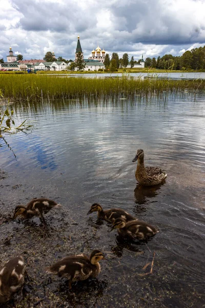 Rusland Valdai Wilde Eenden Meer Met Uitzicht Het Klooster Van — Stockfoto