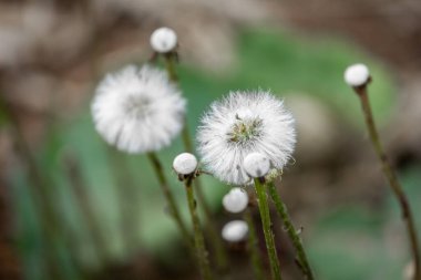 Karahindibalar yakın plan. Çiçek tohumları. sonbahar.