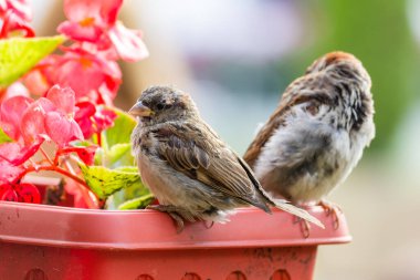 Erkek serçe. Bu kuş Avrupa ve Asya 'da bulunur. Kuş güneşin tadını çıkartıyor. Begonya çiçeklerinde.
