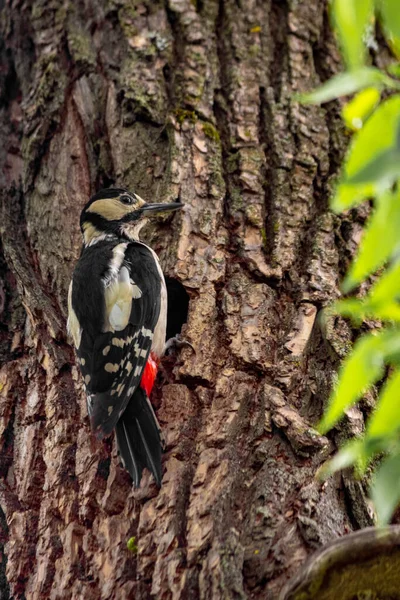 Pájaro Carpintero Hueco Alimenta Los Polluelos Limpia Después Ellos Árbol —  Fotos de Stock