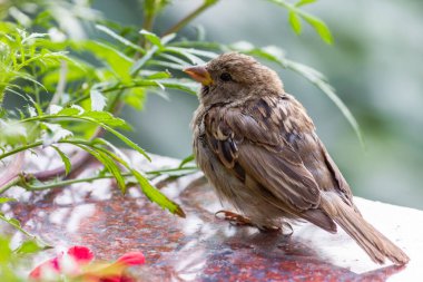 Erkek serçe. Bu kuş Avrupa ve Asya 'da bulunur. Kuş güneşte güneşleniyor..