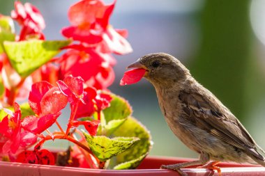 Erkek serçe. Bu kuş Avrupa ve Asya 'da bulunur. Kuş güneşin tadını çıkartıyor. Begonya çiçeklerinde.