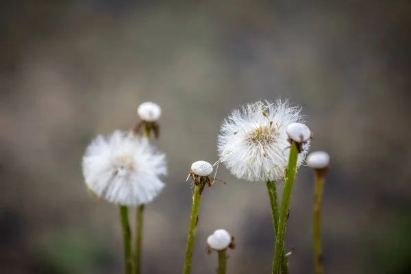 Karahindibalar Yakın Plan Çiçek Tohumları Sonbahar — Stok fotoğraf