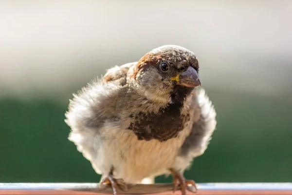 Male House Sparrow Bird Found Europe Asia Bird Basking Sun — Stock Photo, Image