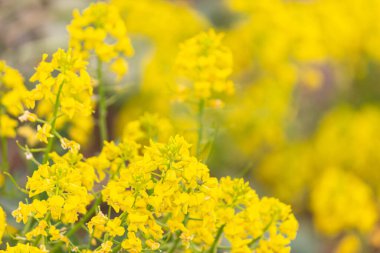 Kolza çekirdeği tarlası. Arka plan için sarı çiçekleri kapatın. Makro.