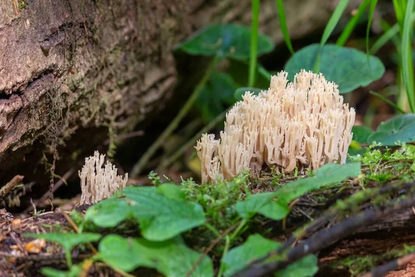 Ramaria Champignon Cornu Forme Coraux Sur Arbre Tombé Gros Plan — Photo