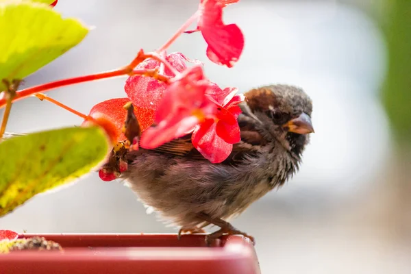 Male House Sparrow Bird Found Europe Asia Bird Basking Sun — Stock Photo, Image