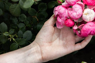 Yağmurdan sonra bahçede pembe güller. Yakın plan. Çiçekler ellerinde..