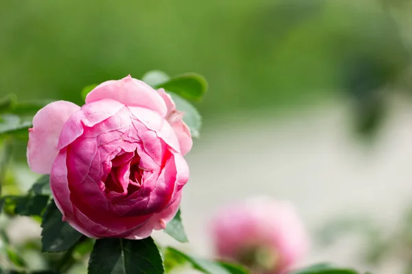 Розовые Розы Саду После Дождя Крупный План — стоковое фото