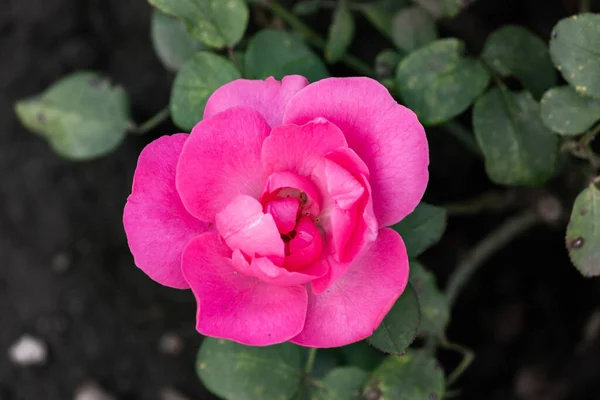 Różowe Róże Ogrodzie Deszczu Zbliżenie — Zdjęcie stockowe