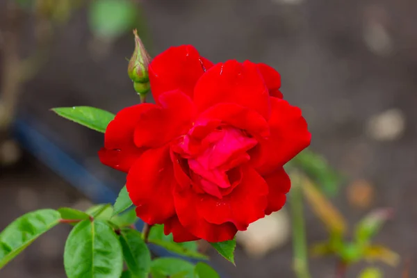 Κόκκινα Τριαντάφυλλα Στον Κήπο Μετά Βροχή Σκάρλετ Κοντινό Πλάνο — Φωτογραφία Αρχείου