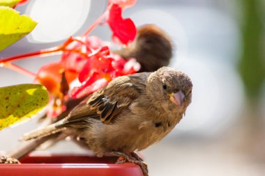 Erkek serçe. Bu kuş Avrupa ve Asya 'da bulunur. Kuş güneşin tadını çıkartıyor. Begonya çiçeklerinde.